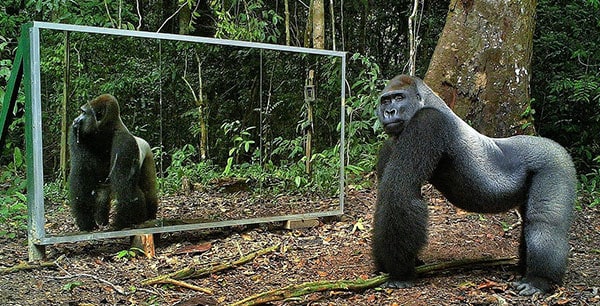 gorilla