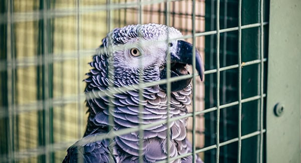 Grey parrot in a cage. Holding his beak behind bars.