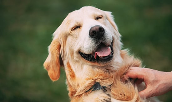 Funny pet labrador dog animal during seasonal activity. beautiful breed dog funny labrador outdoor pedigree pet portrait purebred