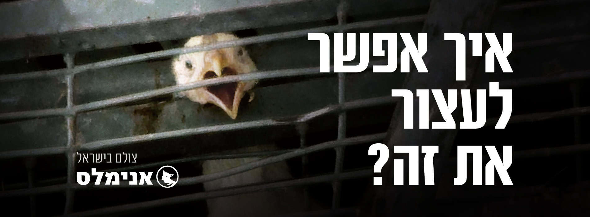 אפרוח זועק מפחד עם הכיתוב ״איך אפשר לעצור את זה?״