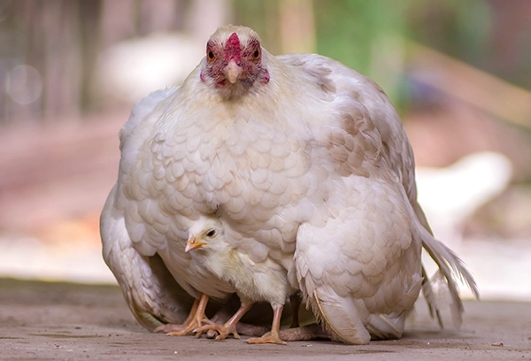 hen-protecting-its-chick