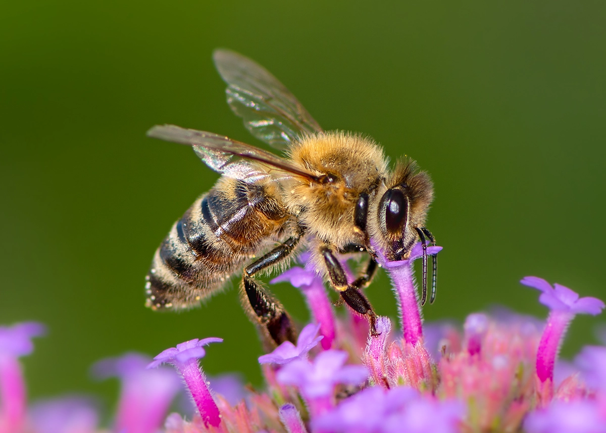 honey-bee-gathering-nectar-from-tiny-purple-flower
