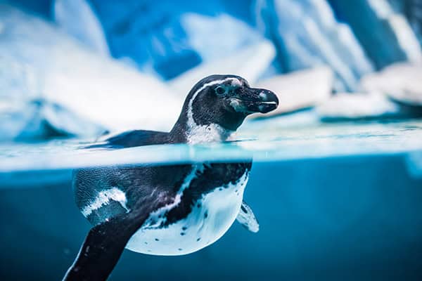 Humboldt Penguin (Spheniscus humboldti)
