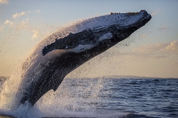 Humpback whale breaches close to whale watching vessel during golden hour, Sydney, Australia