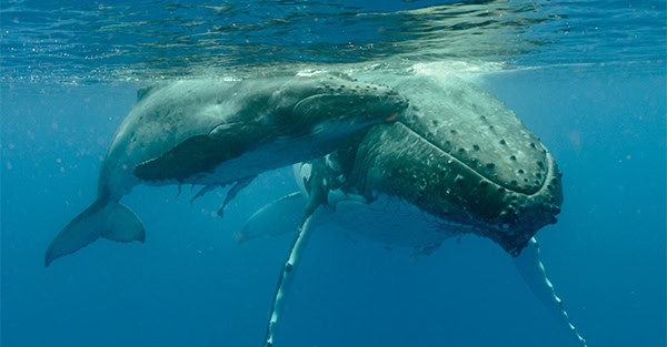 Vertical underwater shot of two humpback whales swimming near the surface
