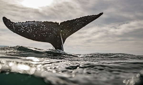 Humpback Whale calf playing on surface of ocean, Port St. Johns, South Africa