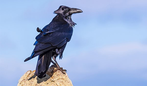 Close up of large raven perched on a rock on a windy day; clouds