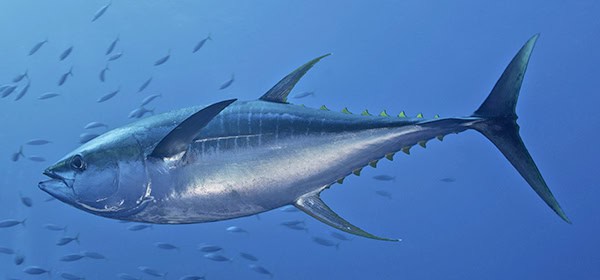 Large Yellowfin Tuna (Thunnus Albacares) launches at amazing spe