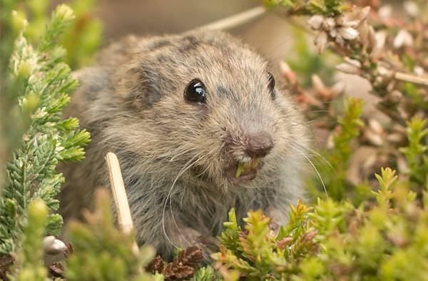 lemming