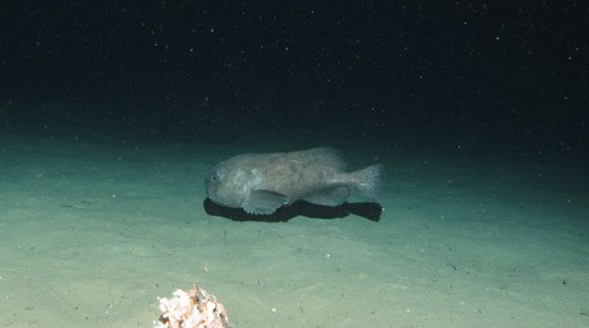 live blob fish in the bottom of the ocean