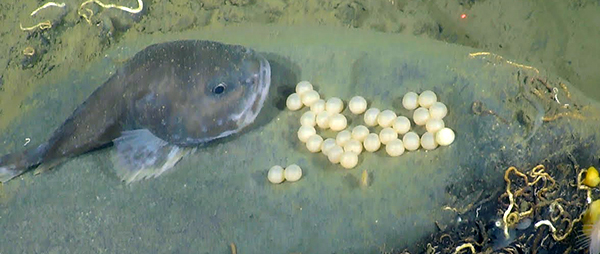 live blob fish in the ocean and its eggs