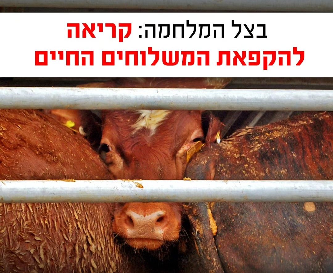 בצל המלחמה: קריאה להקפאת המשלוחים החיים