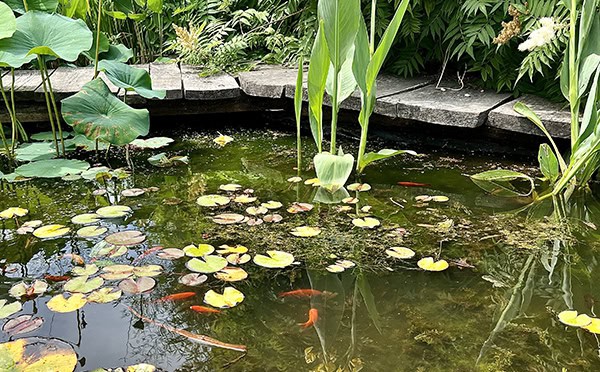 lotus-pond-with-water-lily-and-leaves