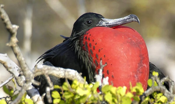 Magnificens Frigatebird, Fragata magnificens, Galapagos National Park, Galapagos Islands, UNESCO World Heritage Site, Ecuador, America