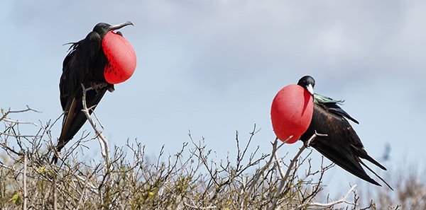 Two great Frigate Birds
