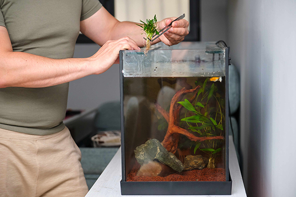 Man planting new water plant, Cryptocoryne Parva, using tweezers in aquarium.
