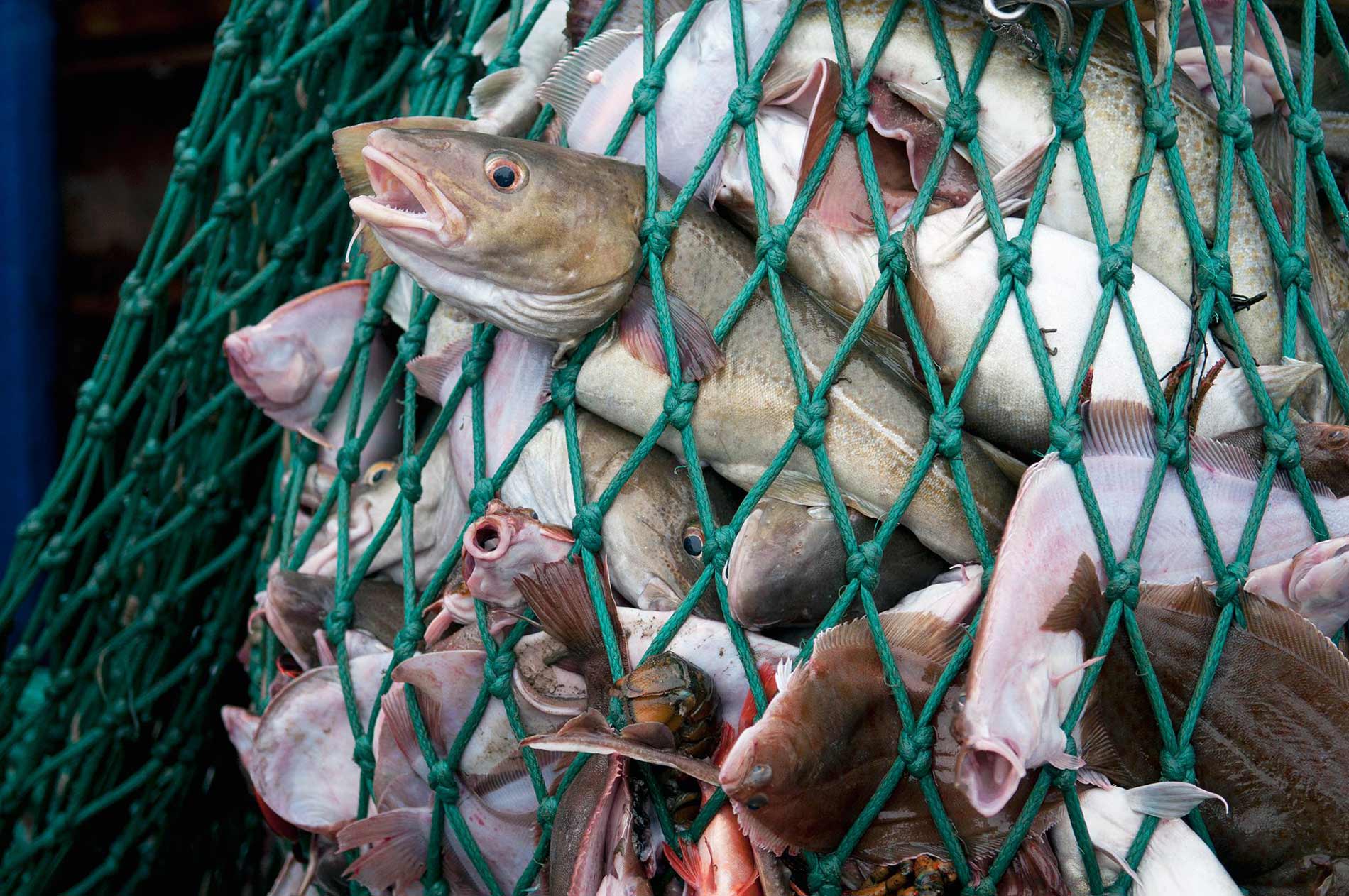 many fish trapped and crushed in a net