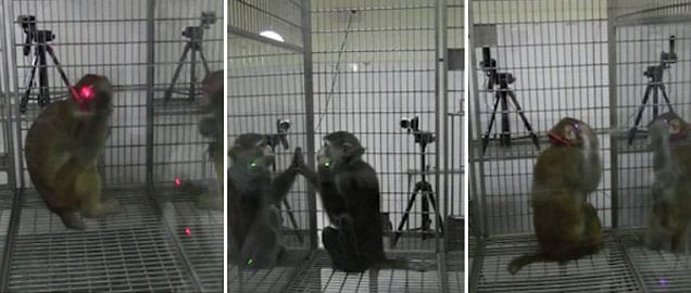 monkeys