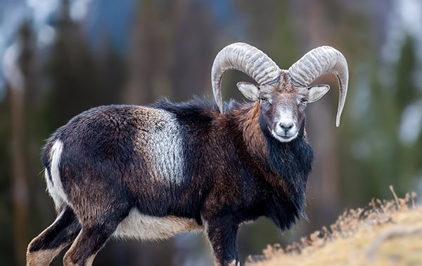 Mouflon, Ovis orientalison mountain background. Animal in nature