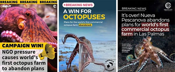 octopus victory