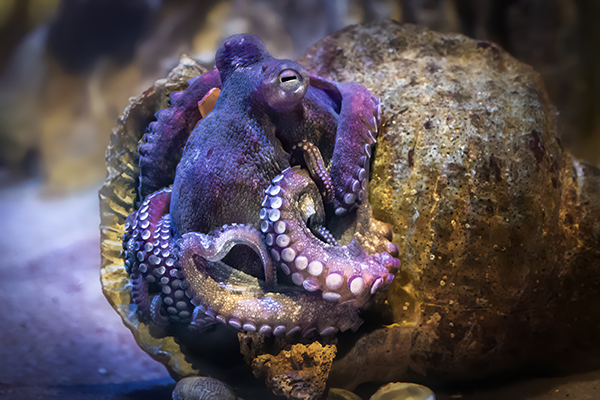 Common Octopus on a shell (Octopus vulgaris)