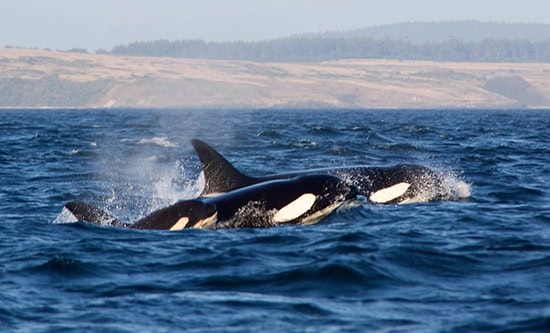 orca family flickr