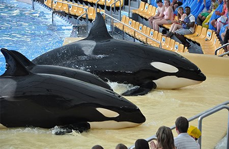 orcas in captivity