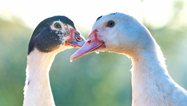 Ducks feed on traditional rural barnyard. Detail of a duck head. Close up of waterbird standing on barn yard. Free range poultry farming concept.