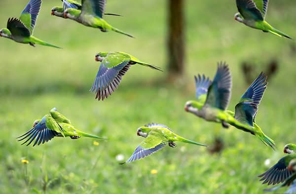 Flock of flying birds. Green and blue parrots stand out in group flight.