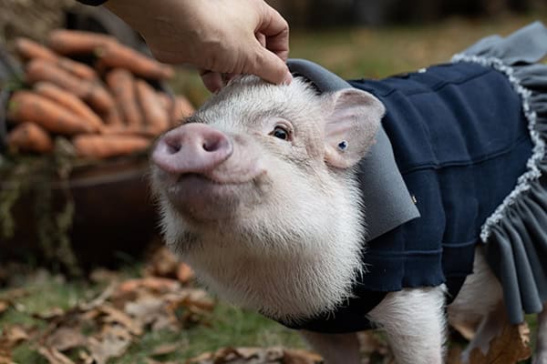 a white mini pig sits in a wicker basket. Autumn photo