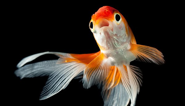 goldfish