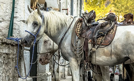 poor saddled horses waiting