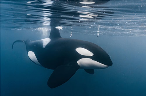 portait of orca in norway