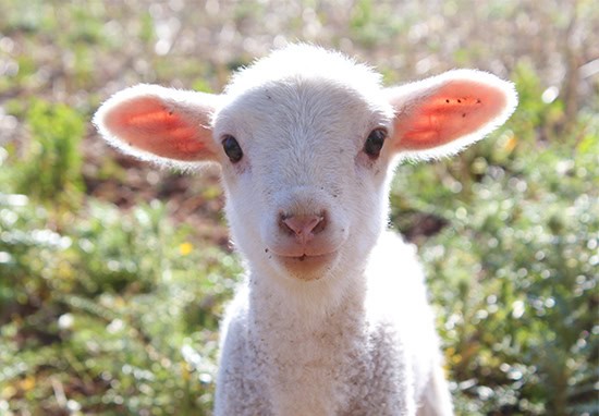 portrait-of-a-little-lamb-in-a-green-field