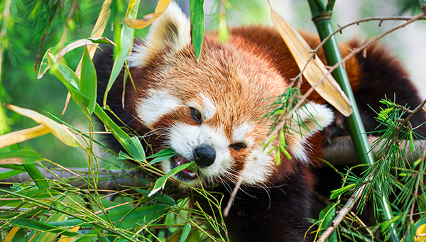 Red panda bear climbing tree. close-up of a rare red panda