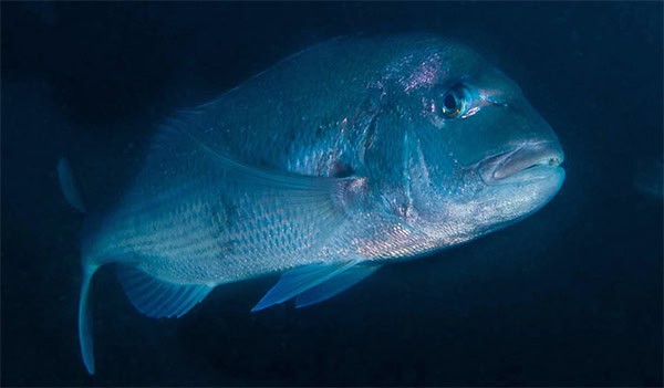 red sea bream
