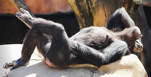 relaxed-chimpanzee-resting-on-rock-in-sunlight