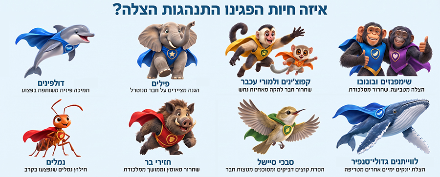 rescue animals