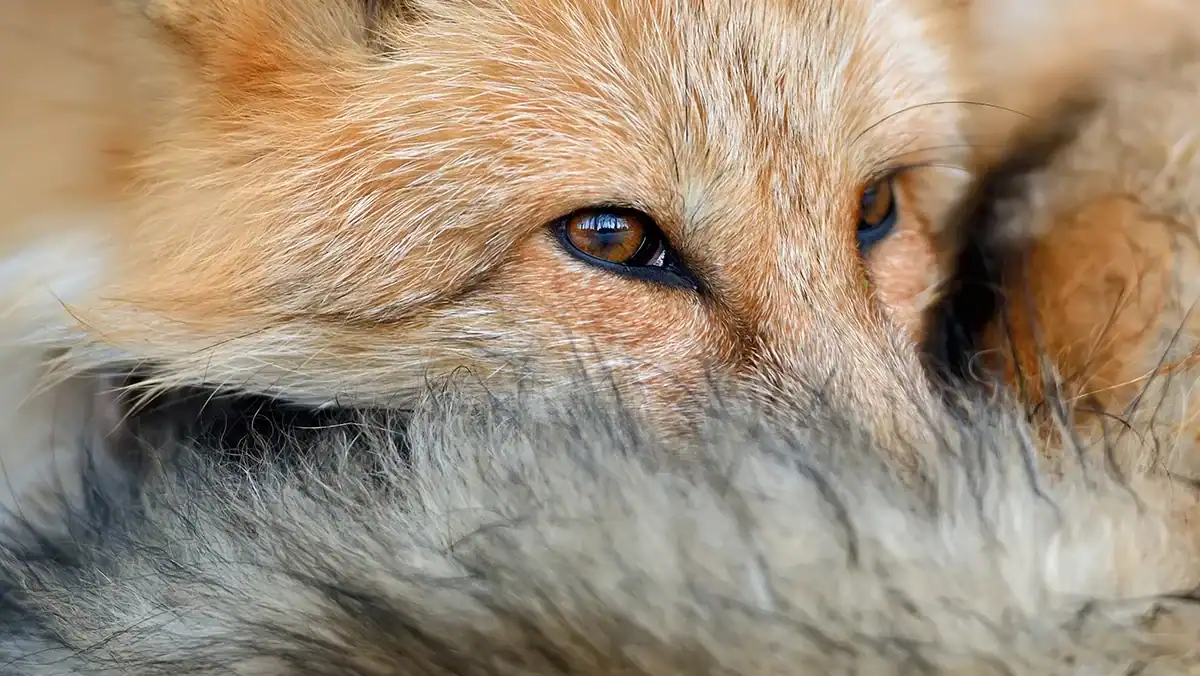 resting-fox-face-in-a-close-up-portrait
