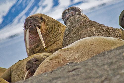 Resting Walrus on the Beach, Arctic, Norway