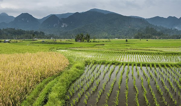 Rice paddy fields landscape, Bukittinggi, West Sumatra, Indonesia, Asia