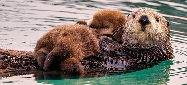 A Sea Otter with newborn pup, Homer, Alaska