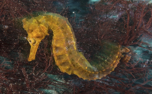 seahorse-by-coral-seymour-galapagos-ecuador