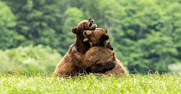 Selective focus shot of two grizzly bears play together in Khutzeeymateen provincial park