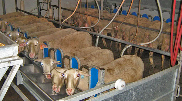 sheep-600-1