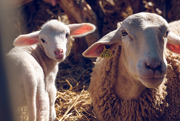 Sheep with lamb in farm enclosure