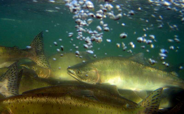 silver-salmon-600