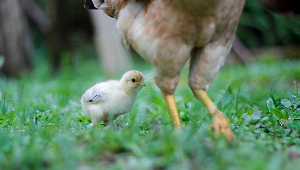 small-chick-with-mother-on-green-grass