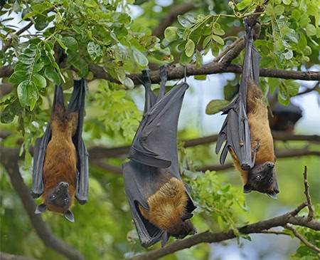 Flying fox