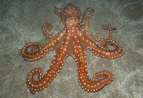 spotted-octopus-on-sandy-ocean-floor